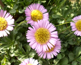 Some Flowers